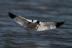 David Plant Photography - Wildlife Photography - Avocet - D